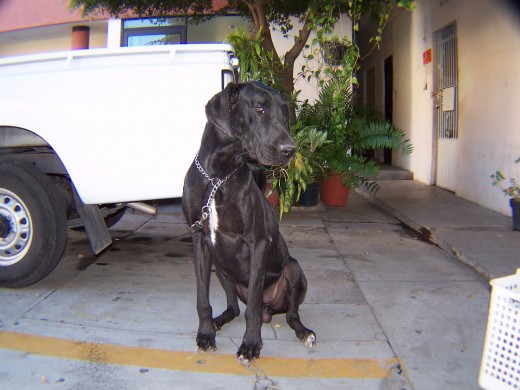 Boris, padre de máximus, excelente padre, muy amoroso y paciente, y sabe dar con un gesto, muchísimo amor.